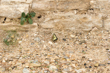 mariposa en su hábitat