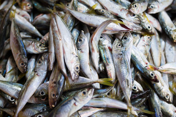 Obraz premium Sea fish in the market