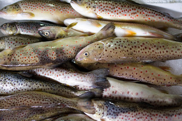 Sea fish in the market