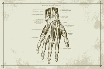 Human Hands Skeleton Vein Anatomy Gold Sepia Vector Illustration with Boarder