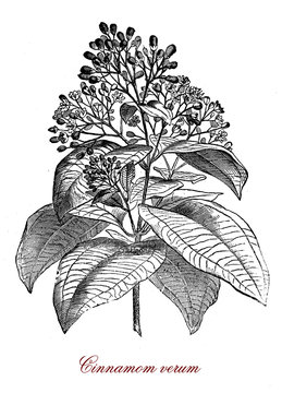 Vintage botanical engraving of cinnamomum verum or true cinnamon tree, small evergreen tree native to Sri Lanka, the inner bark is used to make cinnamon