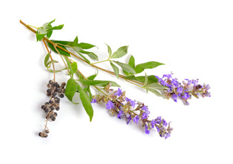 Vitex agnus-castus, auch Vitex, Mönchspfeffer oder Mönchspfeffer genannt, Mönchspfeffer, Mönchspfeffer, Abrahams Balsam, Flieder oder Mönchspfeffer isoliert.