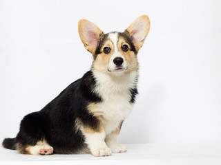 corgi puppy looking