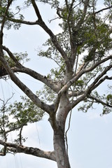 Fototapeta premium Naturaleza Ecuatoriana y Plantas