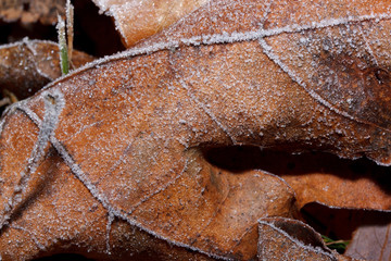 Beautiful autumn leaf covered with hoarfrost. Close up.