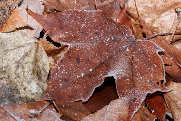 Dry maple leaf covered with hoarfrost. Close up.