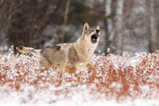 Wolf im Winter