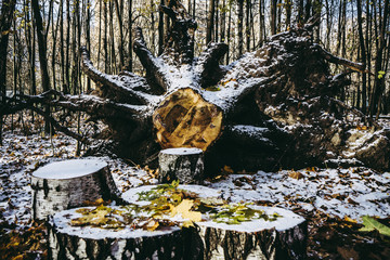 Cross section of the tree. 1