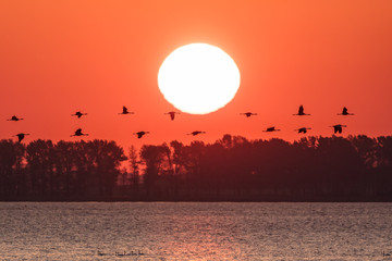 Kraniche unter sonne
