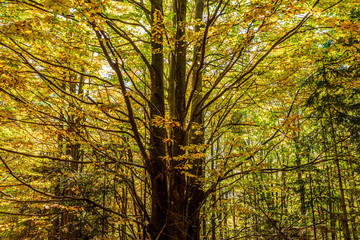 Autumn inside the woods