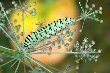 Swallowtail caterpillar, Papilio machaon