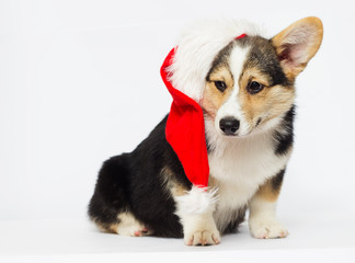 Corgi puppy in Christmas hat