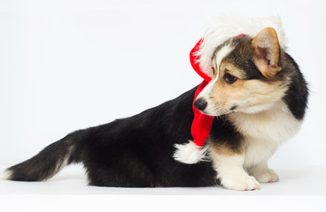 Corgi puppy in Christmas hat
