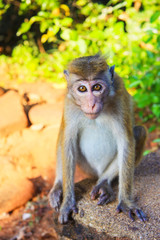  cute monkey in the park on Sri Lanka