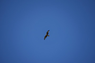 Blue Sky Eagle Flight