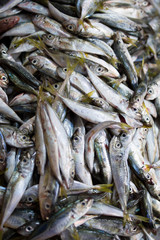 Obraz premium Sea fish in the market