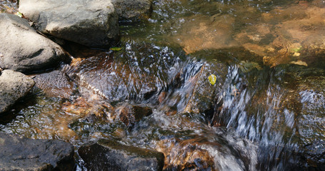 Cascade in the forest