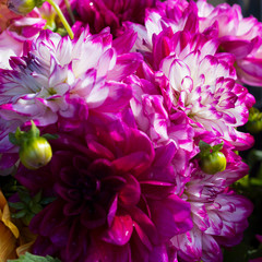 Raspberry background from colorful dahlia