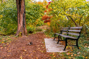 Fototapeta premium Bench on Nature Trail during Autumn with a Squirrel 
