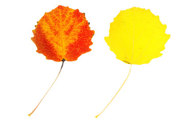 Two multicolored aspen leaves on isolated