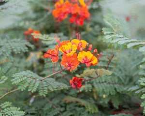 Orange Beauty
