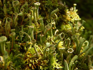 Forest moss. Macro photography