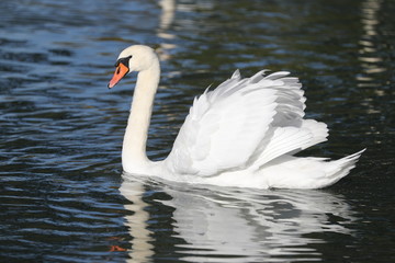 fotos de aves varias naturalesza 