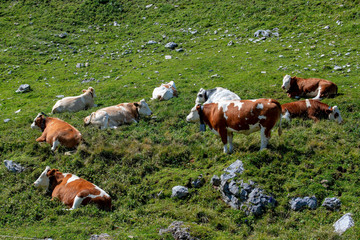 Obraz premium Cows in the Alpine mountain pastures.