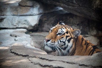 Tiger at the zoo