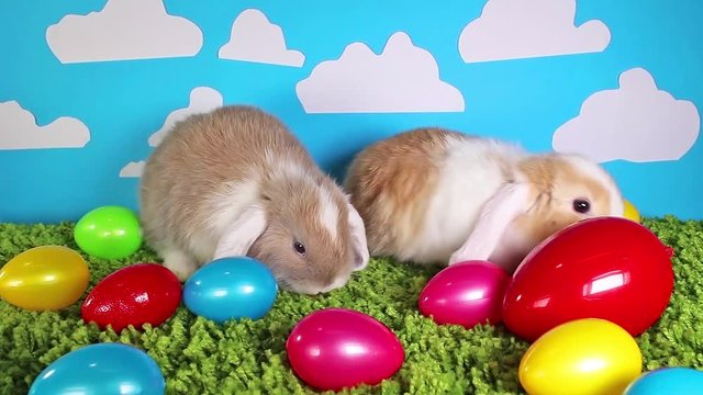 rabbit rabbits easter egg colorful eggs cute pets animal animals