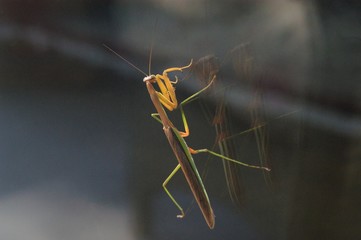 Pray Mantis Closeup