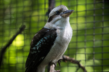 A bird preening for the shot. 