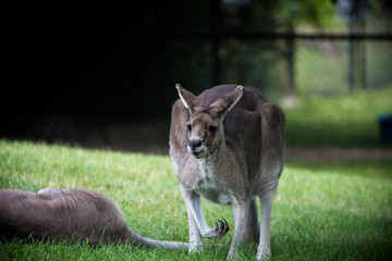 Kangaroo bouncing at the zoo. 