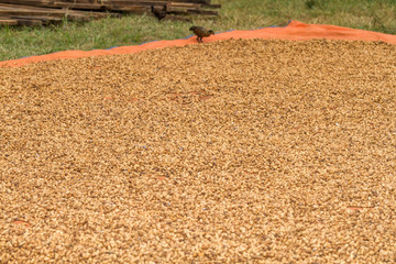 Fototapeta premium Peanuts