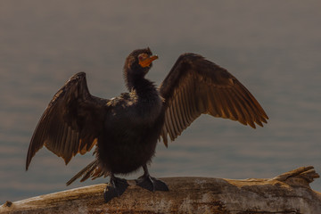 A black water bird perched om a fallen tree above the water sits with its wings open image with copy space in landscape format