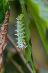 Caterpillar