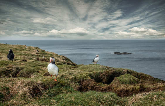 Puffins on the Scottish Island of Lunga