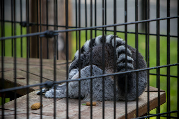 Sleeping lemur at the zoo