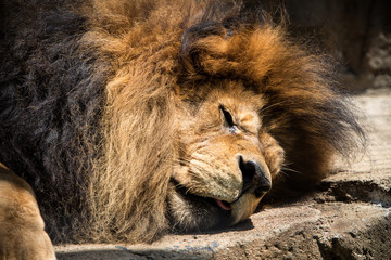 Sleeping lion at the zoo