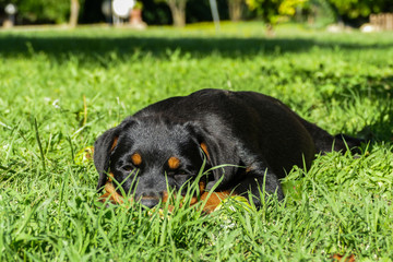 Cute rottweiler playing outdoors in a sunny summer day. Small puppy lying in the garden