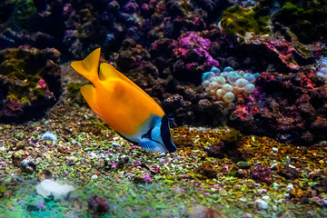 Fototapeta na wymiar Тропическая рыбка оранжевого цвета с черным носом. ЛИСИЦА ЖЕЛТАЯ.