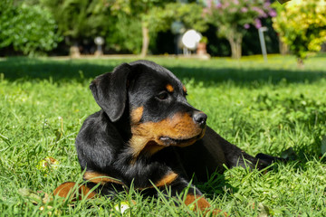 Fototapeta premium Cute rottweiler puppy walking in the garden and playing in a sunny summer day