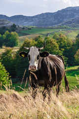 Naklejka premium The cow looks into the frame. Montenegro, Durmitor National Park