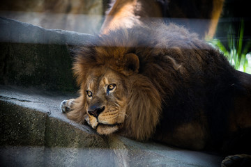 Thoughtful lion