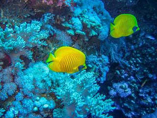 Masked Butteflyfish, Red Sea