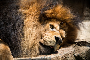 Thoughtful lion at the zoo. 