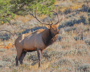 Naklejka na ściany i meble Bull elk during rut at Rocky Mountain National Park