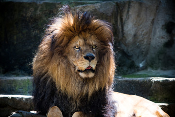 Naklejka premium Thoughtful lion at the zoo. 