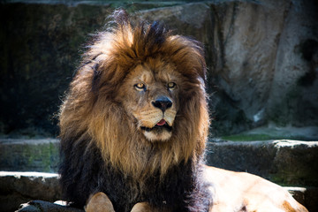 Fototapeta na wymiar Thoughtful lion at the zoo. 