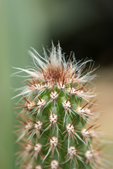 Oreocereus is a genus of cacti, known only from high altitudes of the Andes. Its name means "mountain cereus".